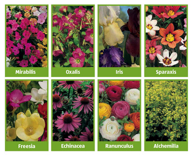 Summer Flowering/Perennial Bulbs