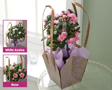Mother's Day Azalea/Rose
