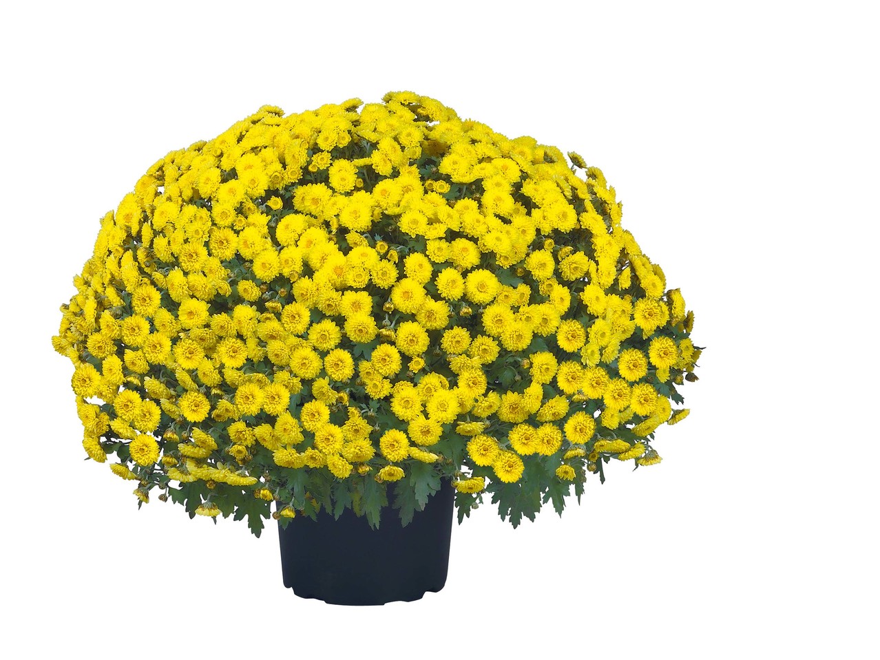 Chrysanthème décoratif ou arbustif