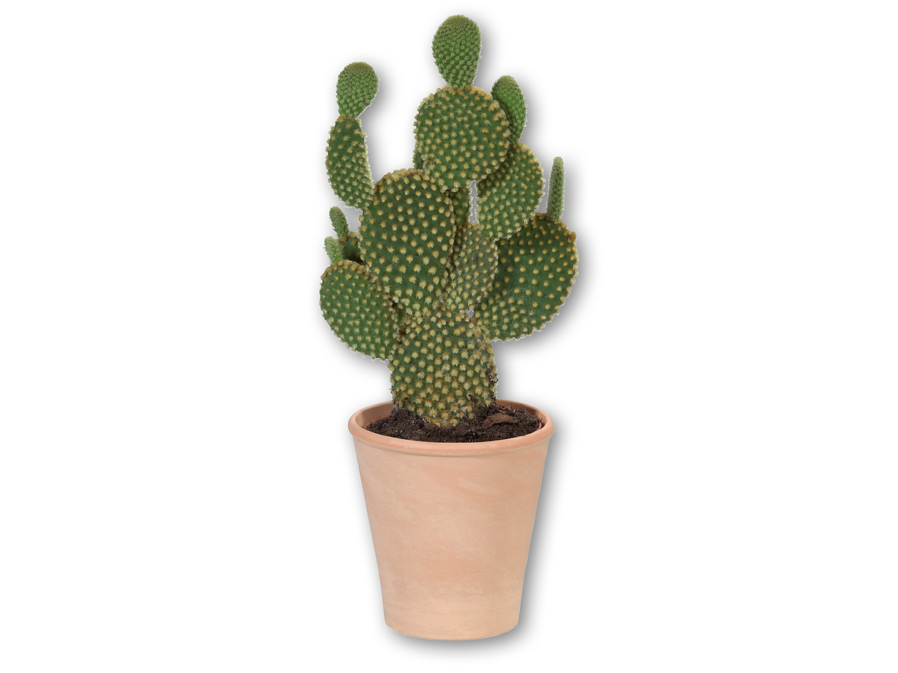 Kaktus i terrakottapotte