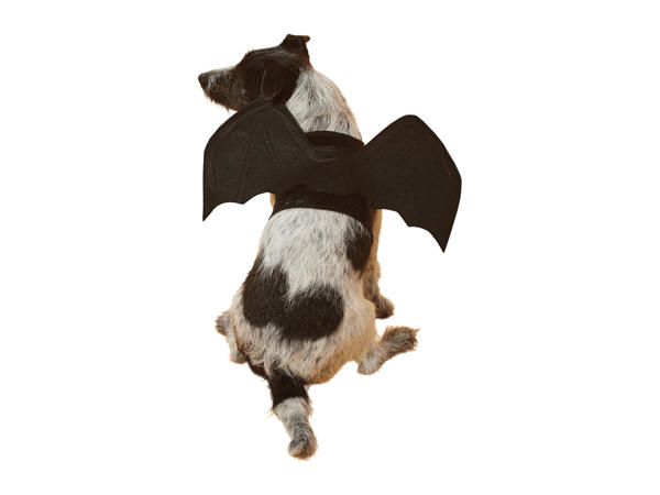 Dogs' Halloween Costume