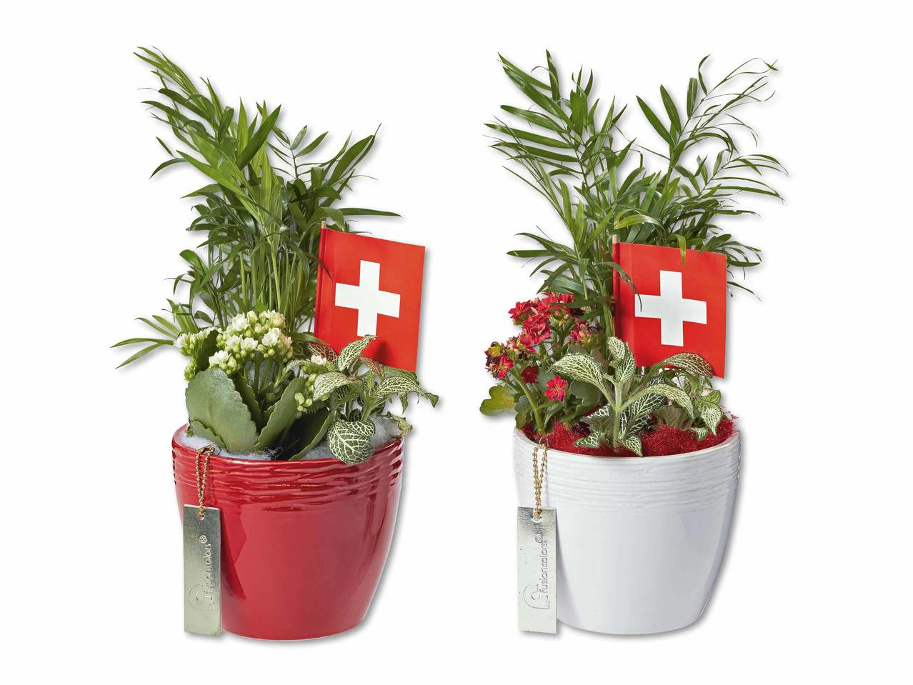 Vaso con piante, con bandierina svizzera