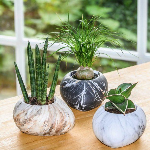 Plante verte avec cache-pot céramique