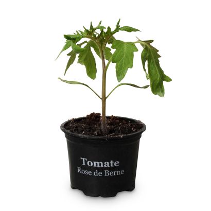 Plants de tomates, 4 pcs