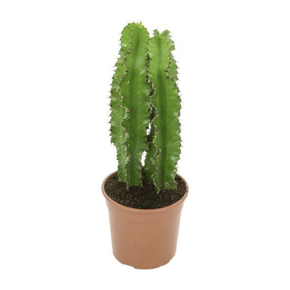 Cactus euphorbe mix