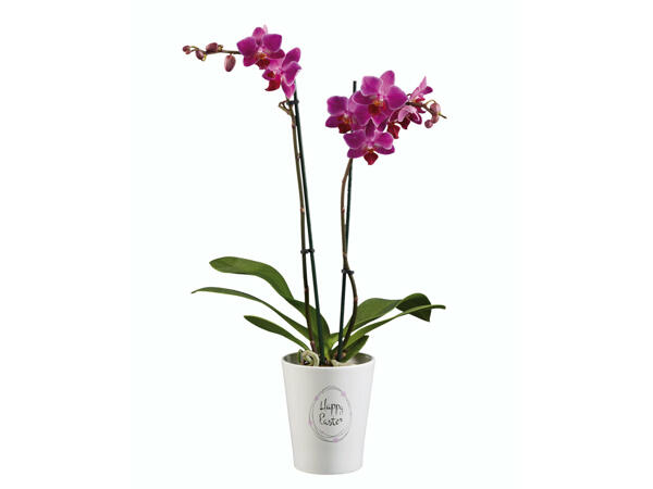 Phalaenopsis dans un pot en céramique avec décoration de Pâques