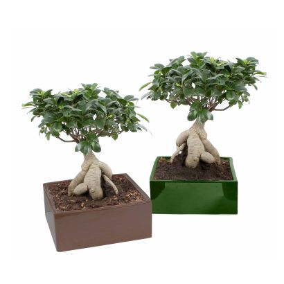 Ficus Ginseng ou Bonsai