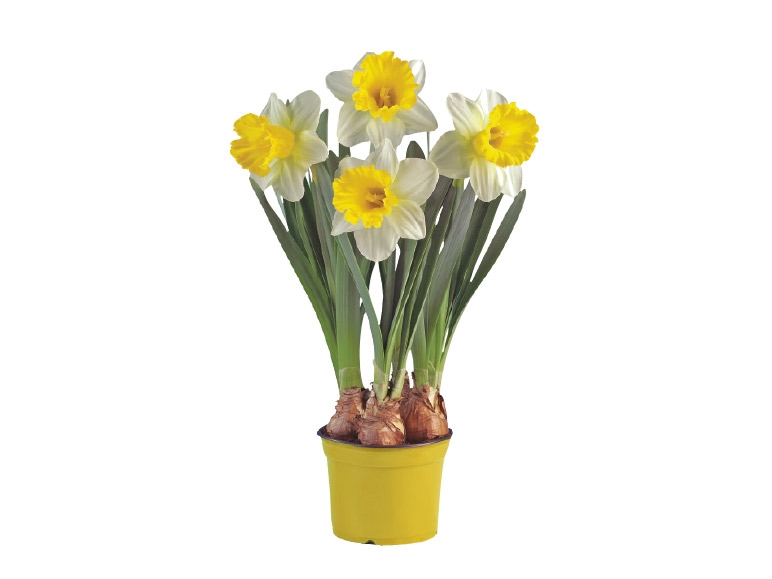 Large Flowering Daffodil Bulbs