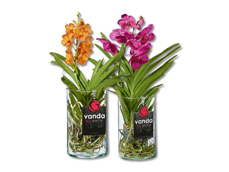 Orchidée Vanda (dès 10.9.)