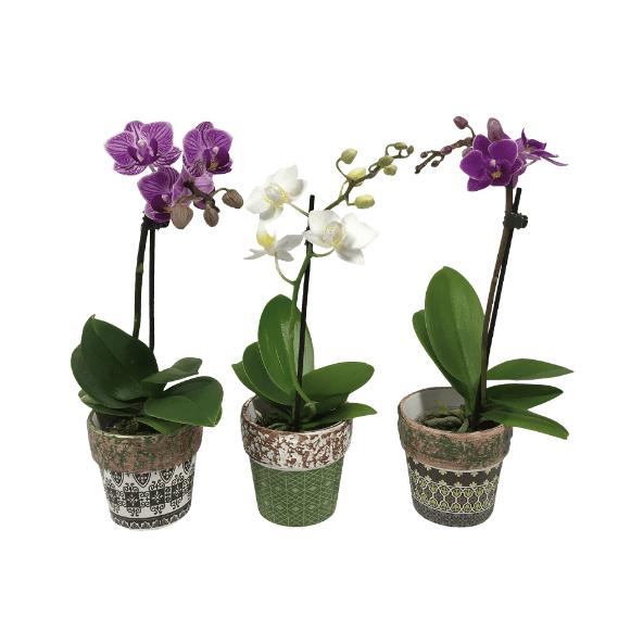 Mini-orchidee