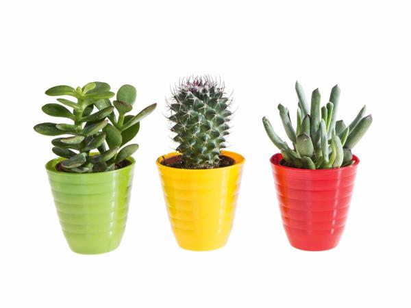 Mini-cactus