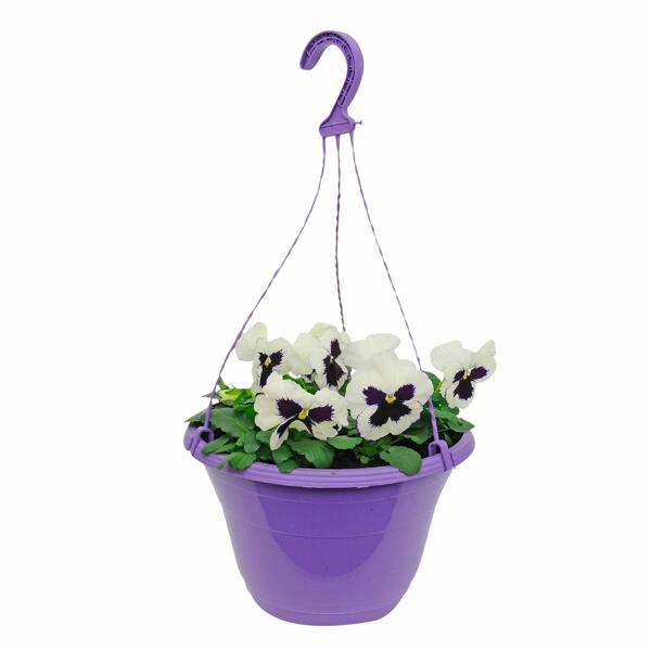 GARDENLINE(R) Viola-Ampelpflanze*