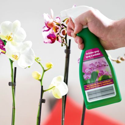 Orchideenspray