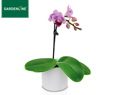 GARDENLINE(R)  Mini-Orchidee im Keramiktopf