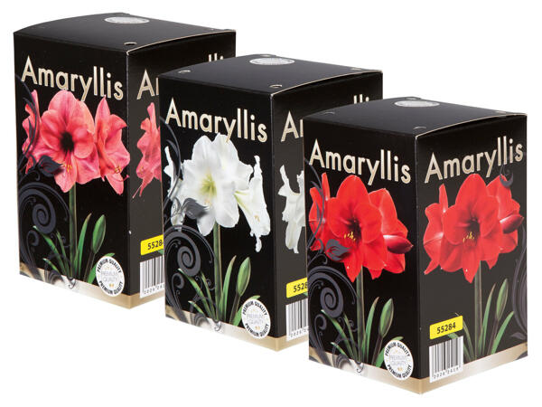 Amaryllis Zwiebel im Karton
