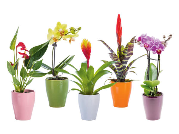 Plante decorative mini, în vas ceramic