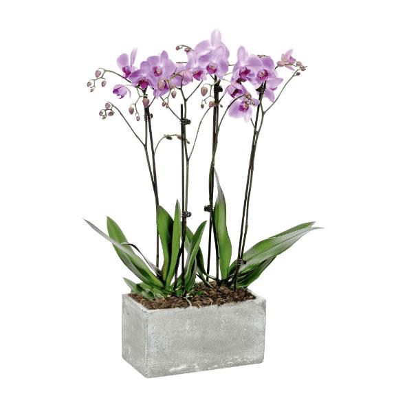 Composition d'orchidée