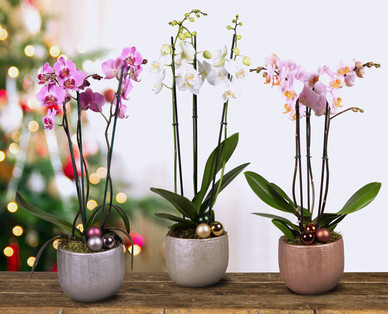 Orchidee 3-Trieber mit weihnachtlicher Deko
