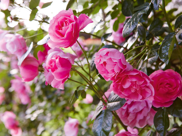 Kletterrose „Lovely Roses"