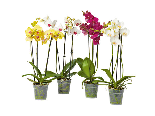 Phalaenopsis Arrangement Winter-Edition