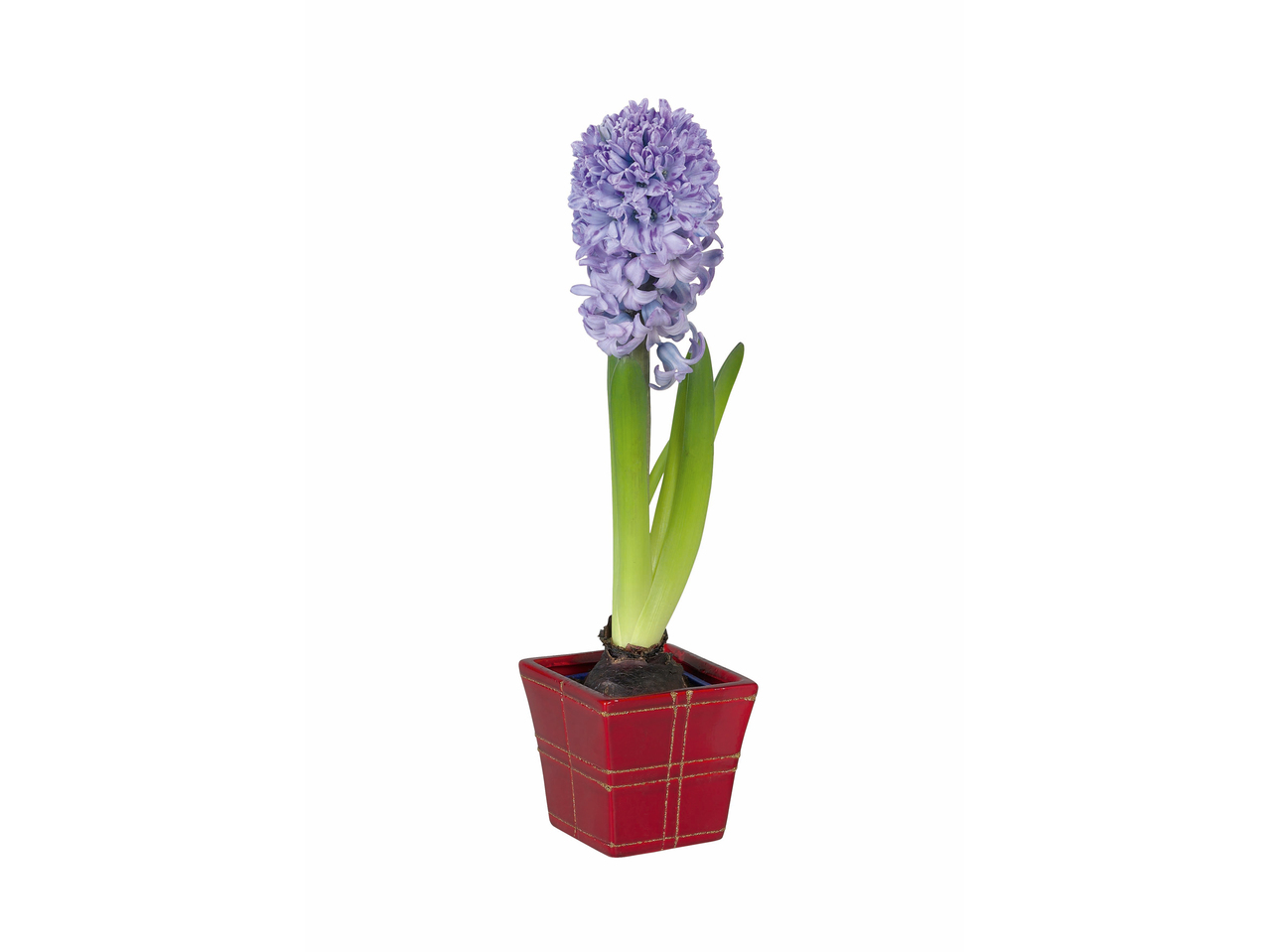 Hyacinth in vierkantkeramiek