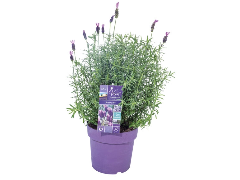 Lavendel Anouk