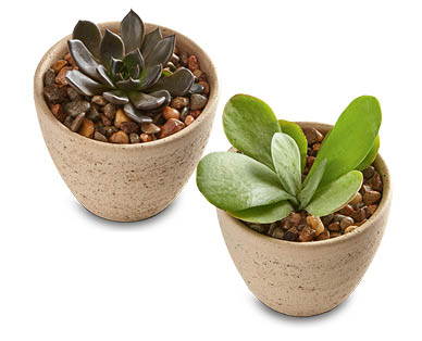 Succulent in Decorative Pot