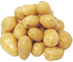Pommes de terre primeur "Spunta"