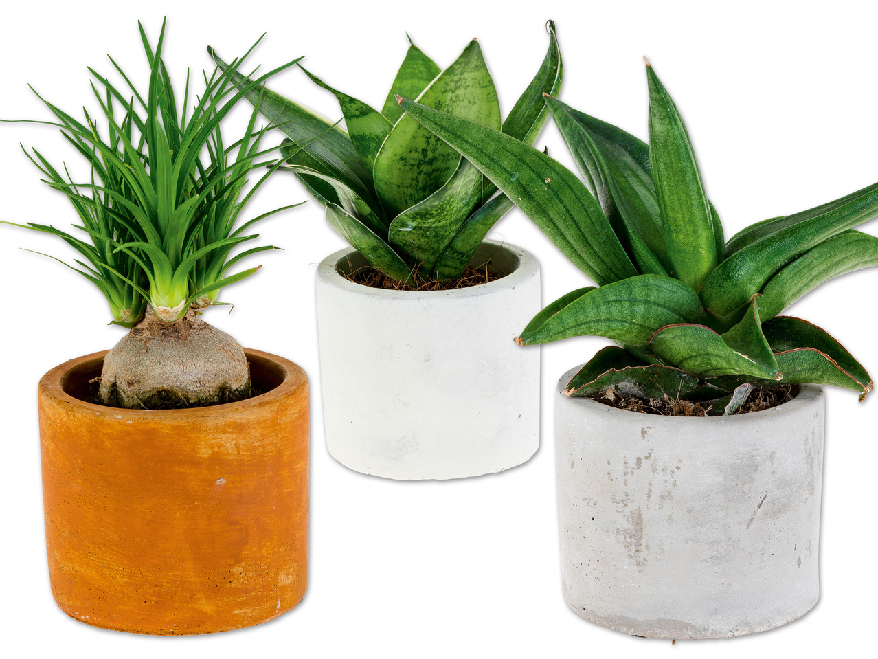 Easy Care Pflanze in Keramik