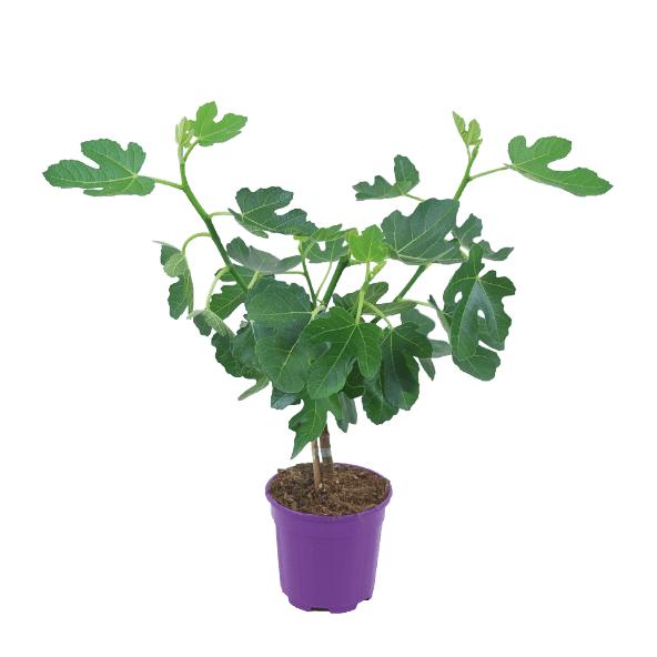 Italiaanse plant