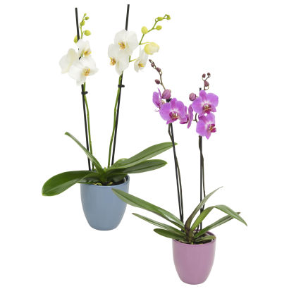 Orkide phalaenopsis