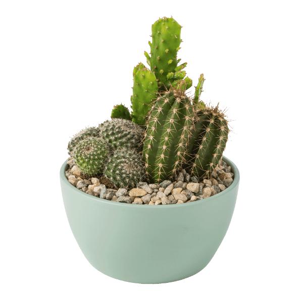Cactus- en vetplantcompositie