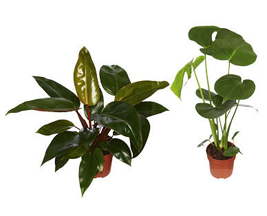 Assorted Indoor Plants 140mm