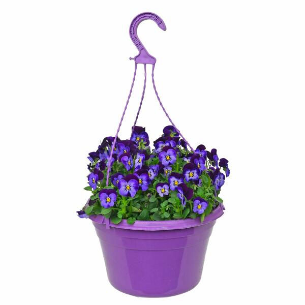 GARDENLINE(R) Viola-Ampelpflanze*