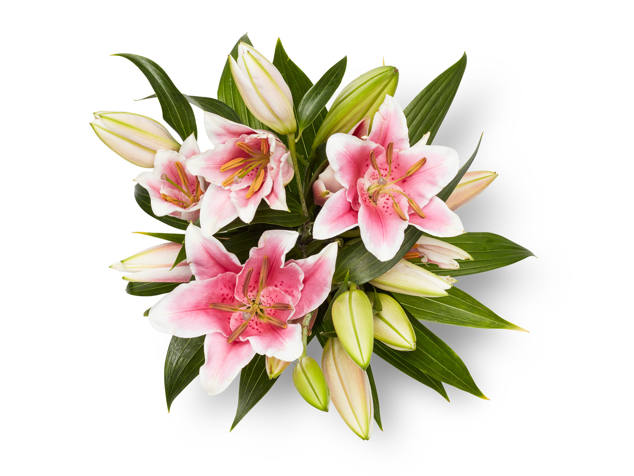 Deluxe Oriental Lilies1
