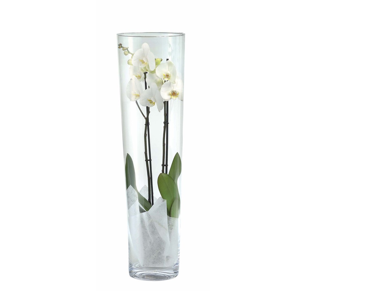 Orchidée Phalaenopsis dans un verre