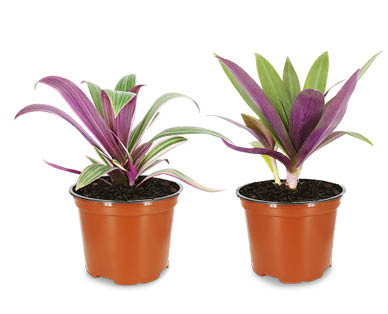 Assorted Indoor or Patio Plants 175mm