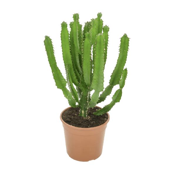 Cactus euphorbe mix