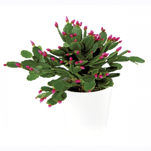 Cactus Rhipsalidopsis