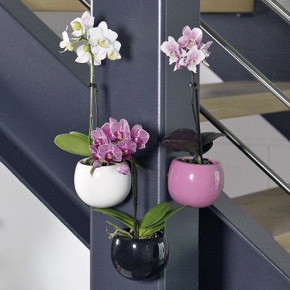 Mini orchidée en pot