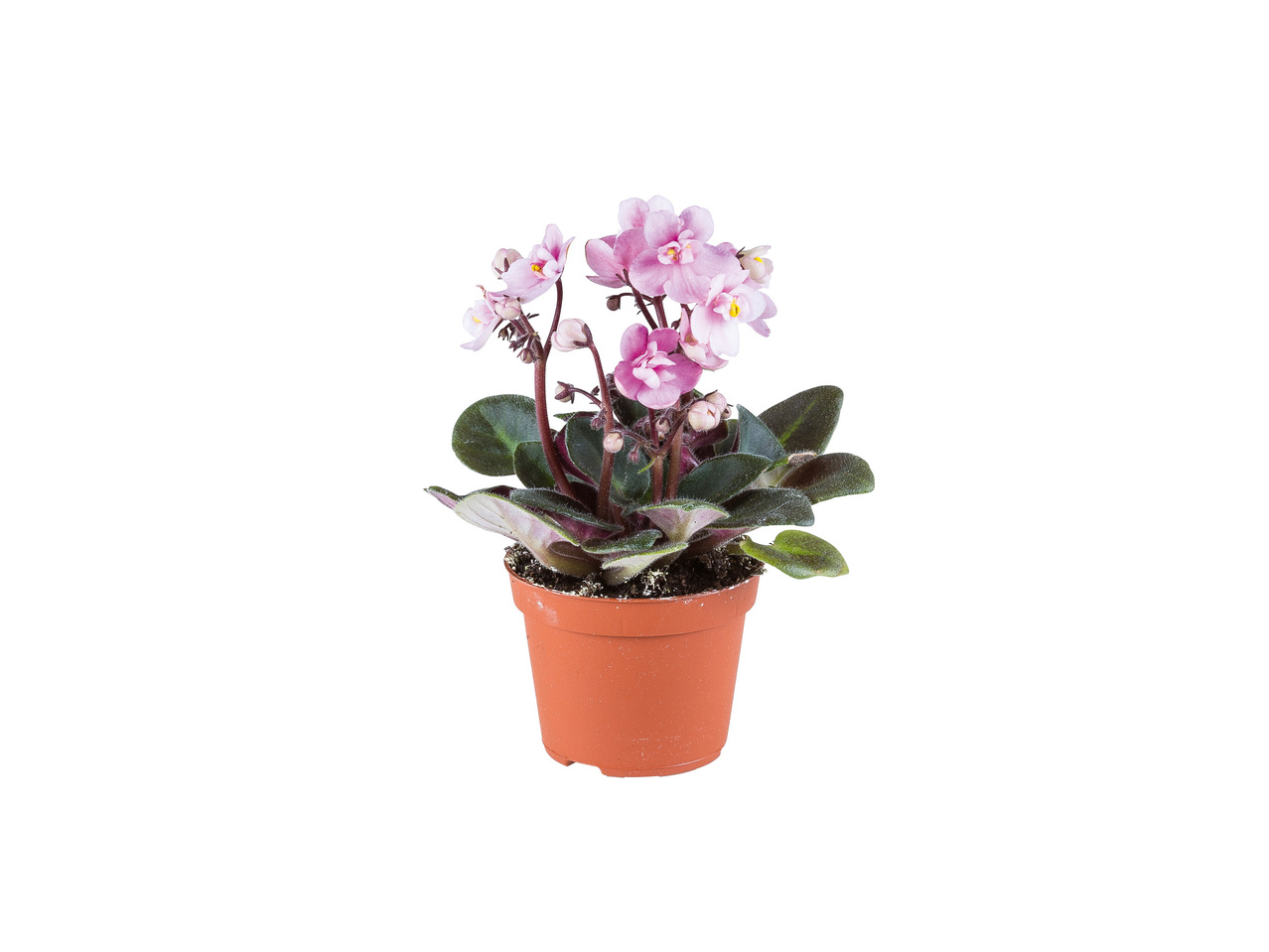 Mini Plantas Variadas com Flor