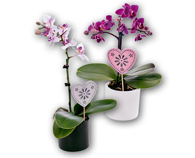 Mini orchidee