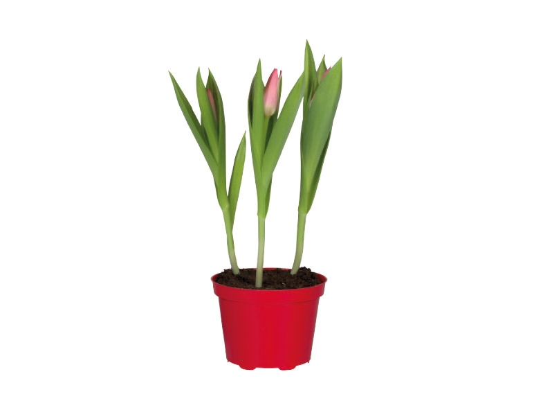 Potted Flowering Bulbs in Coloured Pot