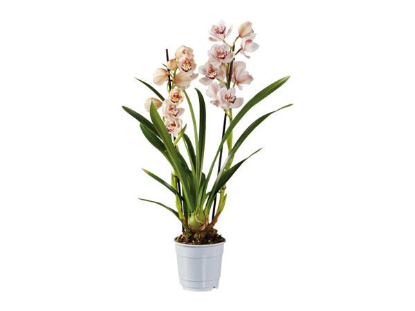 Mix Orquídeas Premium