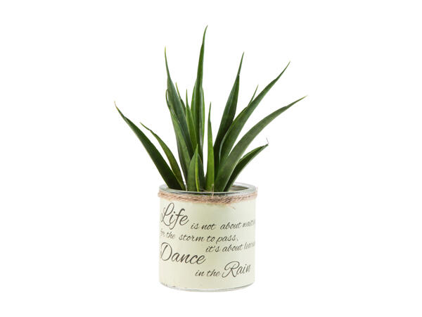 "Easy Care" Green Plants in a Decorative Pot