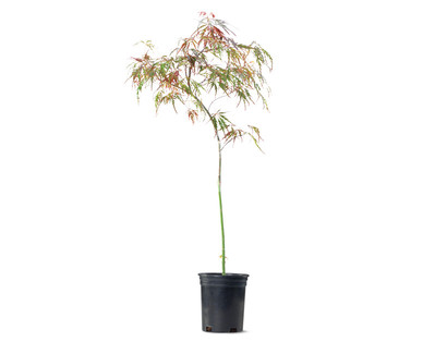 Japanese Maple Tree Bloodgood or Red Select