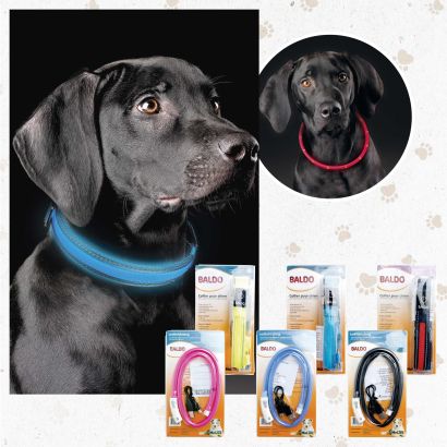 LED-Halsband oder LED-Lichterkette für Hunde