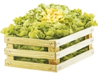 Salade "Scarole" d'Alsace