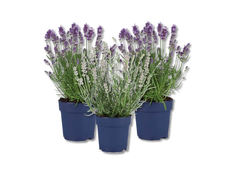 Lavende angustifolia