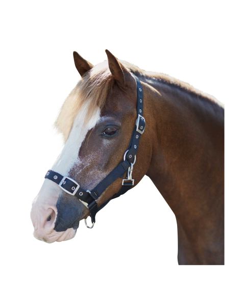 Crane Equestrian Head Collar